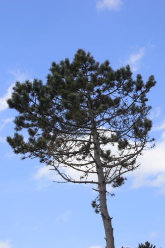 DeHaan Mai2019 0023