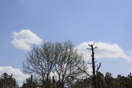 DeHaan Mai2019 0024